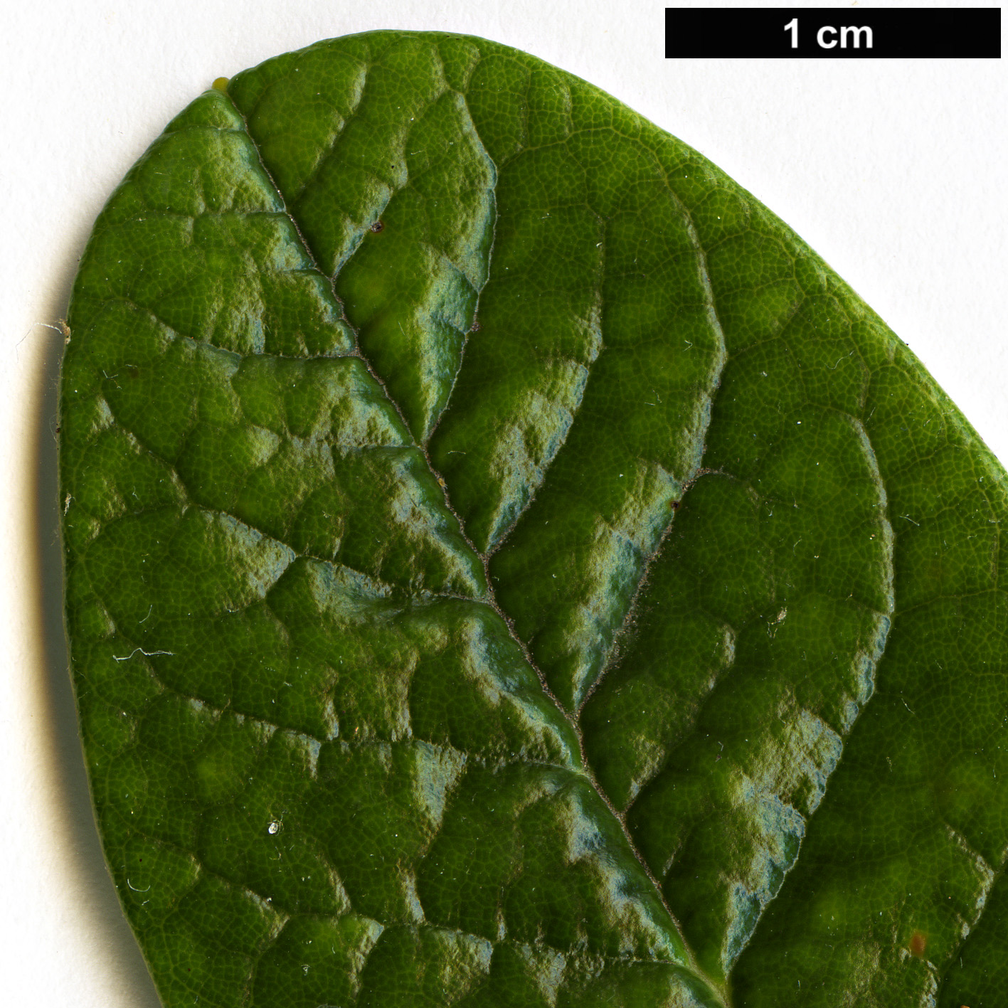 High resolution image: Family: Ericaceae - Genus: Rhododendron - Taxon: farinosum